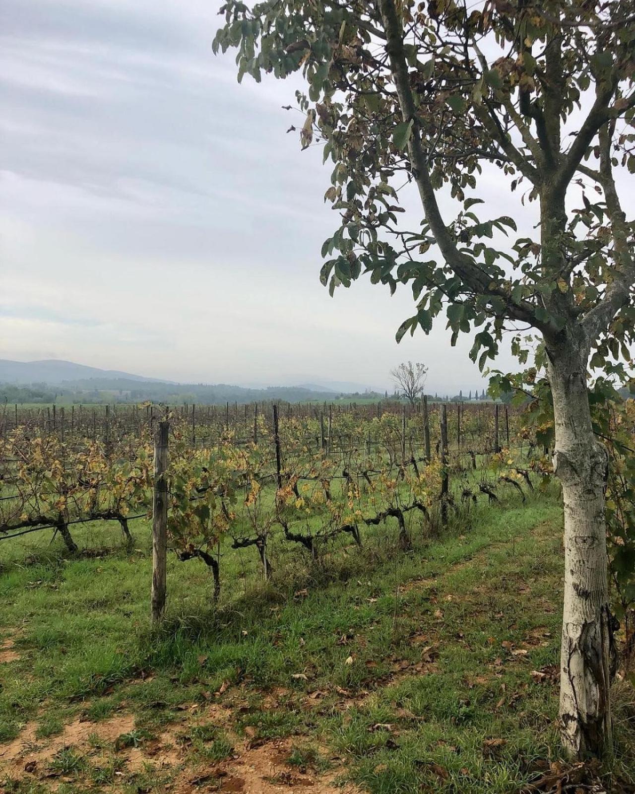 Agriturismo La Segolina Colle Val D'Elsa Luaran gambar