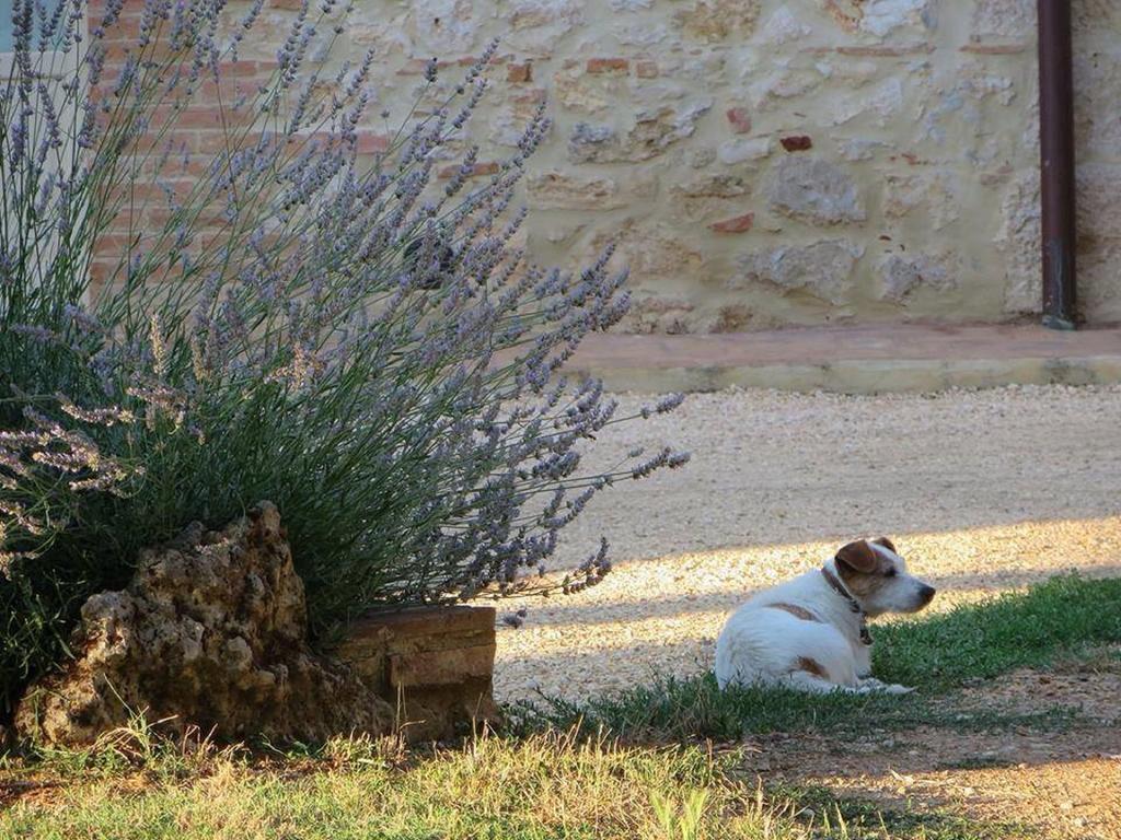 Agriturismo La Segolina Colle Val D'Elsa Luaran gambar